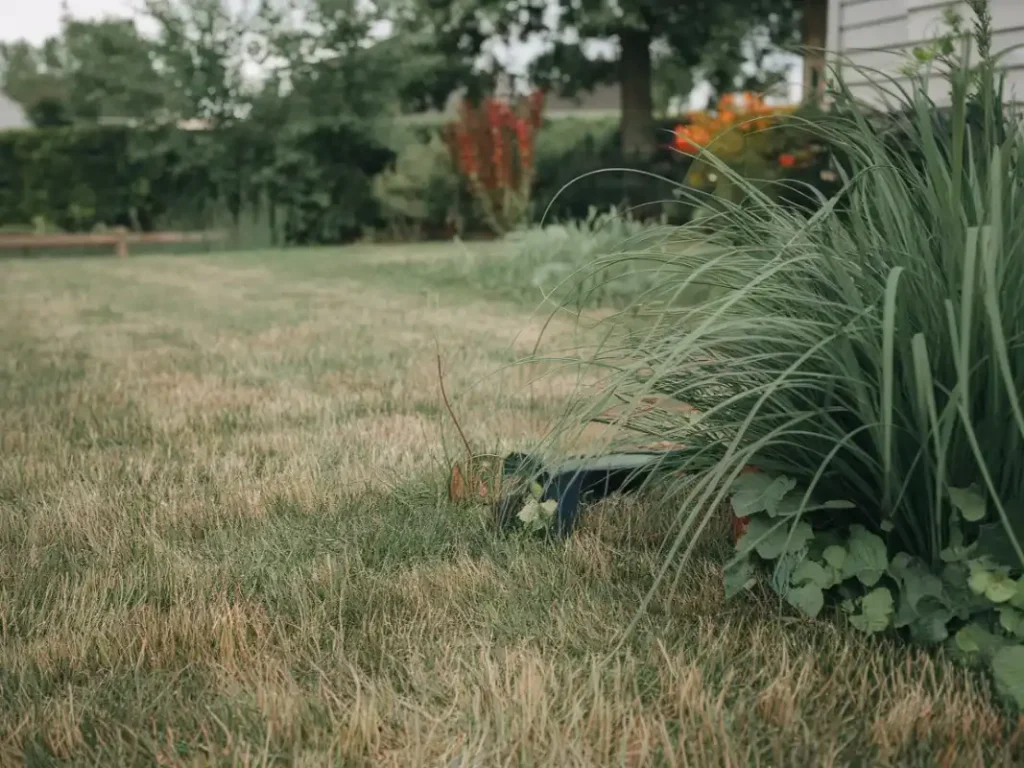 Best Products for Post-Overseeding Weed Control (When It’s Time)