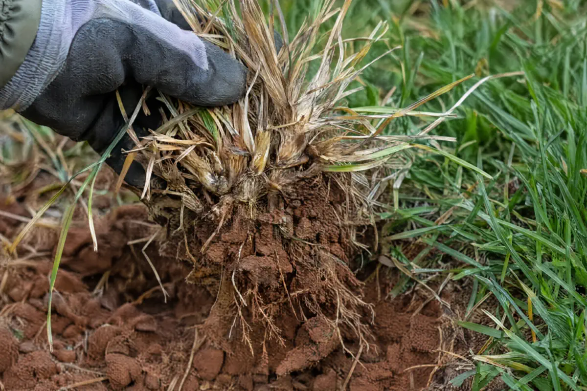 Hand performing a tug test on brown drought damaged grass to check dormant vs dead turf