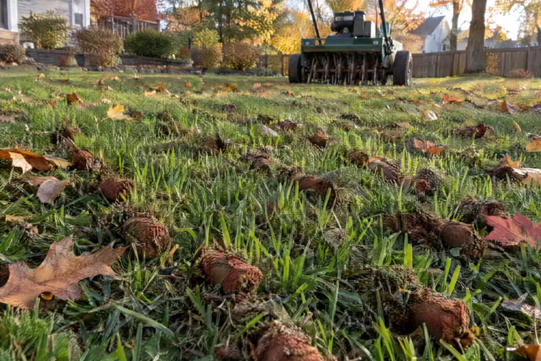 Core aerated and overseeded lawn patch with new tall fescue seedlings during drought damaged lawn recovery